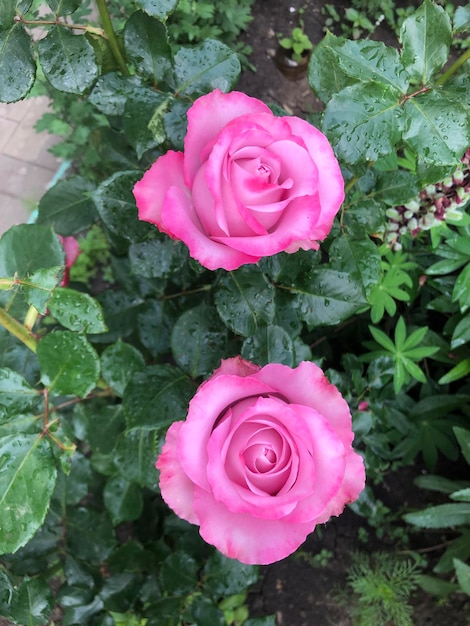 Fotografie mit zwei Rosen