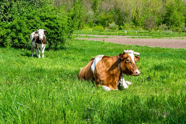 Fotografie über das Thema schöne große Milchkühe weiden auf grüner Wiese unter blauem Himmel