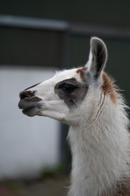 Foto fotografie von haustierfarmen mit lama als hauptgegenstand