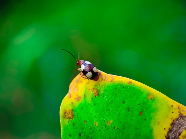 Fotografie von Insekten