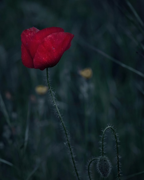 Fotografie von natürlichem Mohn im Feld mit Wassertropfen