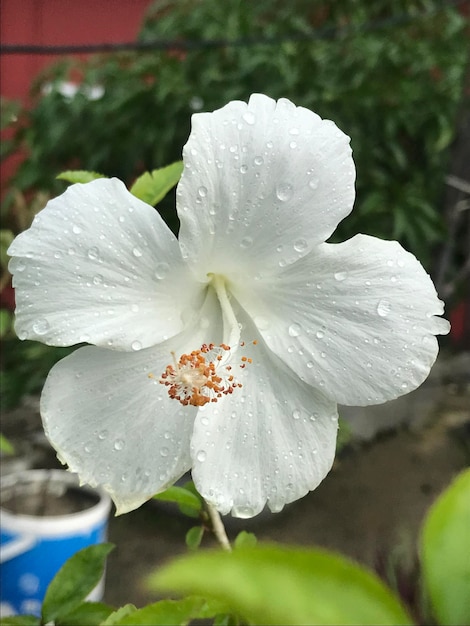 Fotografie von weißen Hibiskusblüten