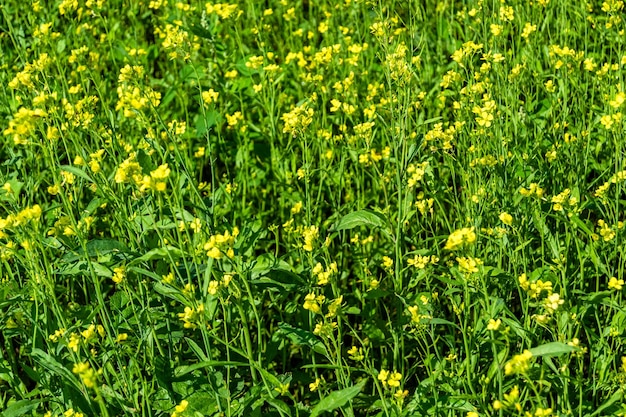 Fotografie zum Thema feiner, wild wachsender Blumensenf auf dem Hintergrund einer Wiese, Foto bestehend aus wild wachsendem Blumensenf und Graswiese, wild wachsendem Blumensenf auf der Kräuterwiesenlandschaft