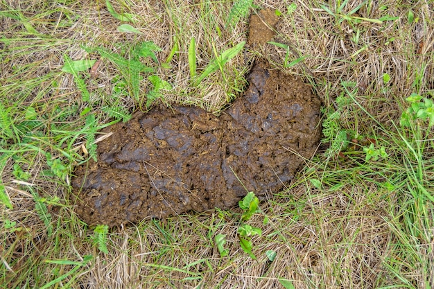 Fotografie zum Thema frischer Kuhmist liegt auf der Misttierfarm