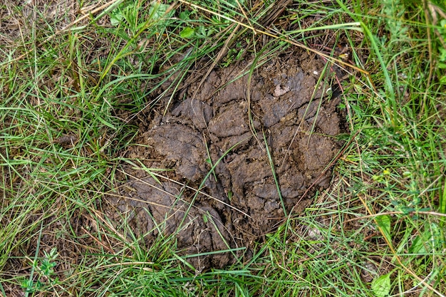 Fotografie zum Thema frischer Kuhmist liegt auf Mist, Tierfarmfoto, bestehend aus wunderschönem Kuhmist in Mistwiese, duftendem Gras, natürlichem Kuhmist. Dies ist Biodünger aus natürlichem Weichmist