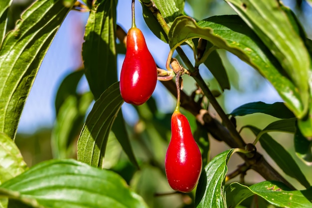 Fotografie zum Thema schön wachsen Beeren-Hartriegel auf Hintergrund Sommerblätter Foto bestehend aus Komposition Dessert heller Beeren-Hartriegel lebendiger Beeren-Hartriegel es gesunde Ernährung für exquisite Feinschmecker