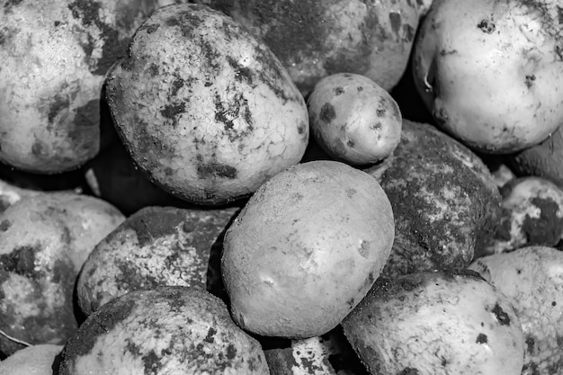 Fotografie zum Thema schöne Kartoffelpflanze mit natürlichem dunklem Boden auf der Schale, Foto bestehend aus einer Kartoffelpflanze im Freien im Boden, ländliche Kartoffelpflanze von einem großen, vom Landwirt gesammelten Bauernfeld