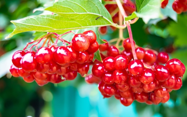 Fotografie zum Thema schöne saure Beeren-Viburnum mit natürlicher Textur unter klarem Himmel Foto bestehend aus vielen sauren Beeren-Viburnum im Freien im ländlichen Blumen-Sauerbeer-Viburnum in einem großen Naturgarten