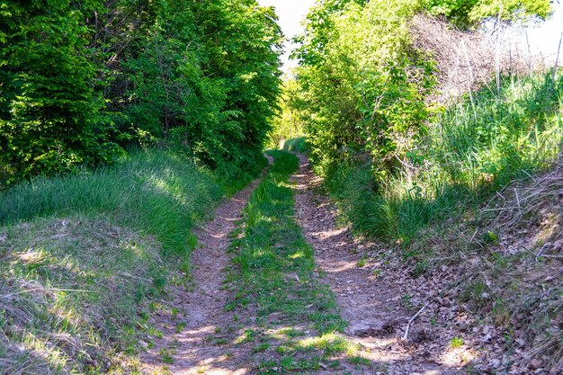 Foto fotografie zum thema schöner fußweg im wald mit wildem laub. foto bestehend aus ländlichem fußweg zum wald mit wildem laub, ohne menschen. fußweg im wald mit wildem laub. das ist natürliche natur