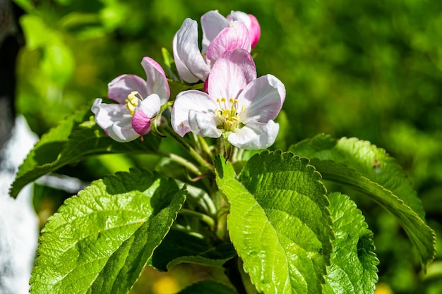 Fotografie zum Thema schöner Obstzweig-Apfelbaum mit natürlichen Blättern unter klarem Himmel