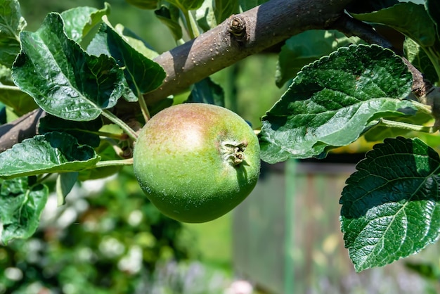 Fotografie zum Thema schöner Obstzweig Apfelbaum