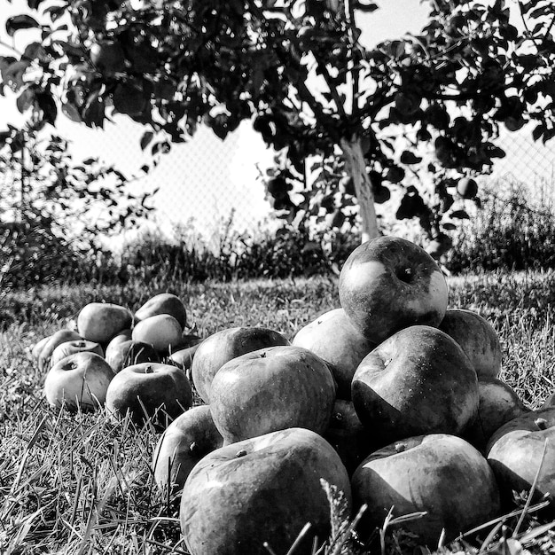 Fotografie zum Thema schöner Obstzweig Apfelbaum