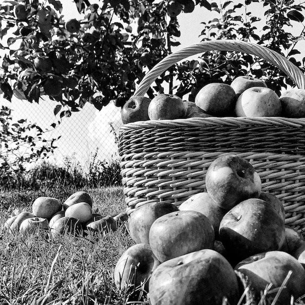 Fotografie zum Thema schöner Obstzweig Apfelbaum