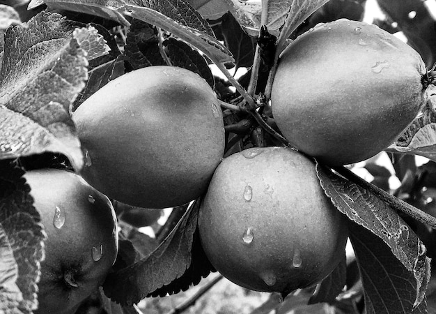 Fotografie zum Thema schöner Obstzweig Apfelbaum