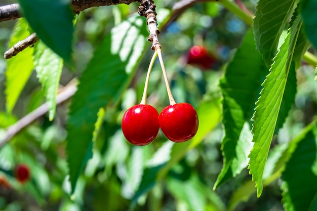 Fotografie zum Thema schöner Obstzweig Kirschbaum