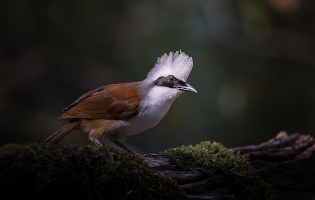 Fotografieren von Vögeln in der künstlerischen Natur Whitecrested Laughing Thrush