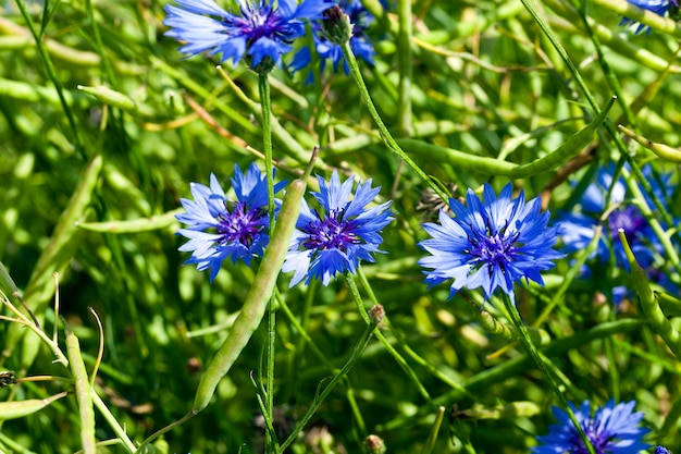 Fotografierte Nahaufnahme der blauen Kornblume, die in einem Feld wächst. Frühling