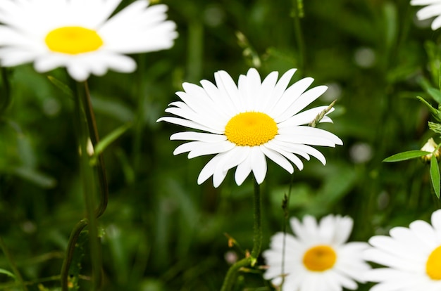 Fotografierte Nahaufnahme eines weißen Gänseblümchens. Sommer. Frühling