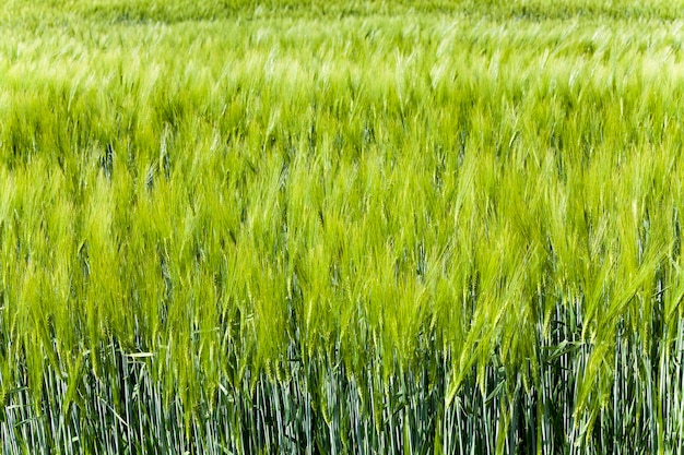 Fotografierte Nahaufnahme grüner unreifer Weizenkeim