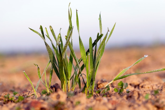 Fotografierte Nahaufnahme junge Graspflanzen grüner Weizen, der auf landwirtschaftlichem Feld, Landwirtschaft, gegen den blauen Himmel wächst