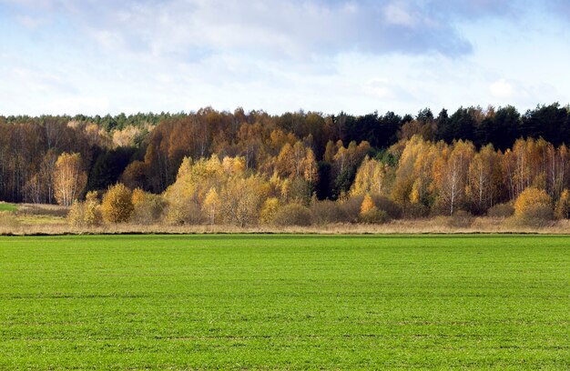 Fotografierte Nahaufnahme Wald in der Herbstsaison in der Nähe des landwirtschaftlichen Feldes.