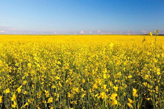 Fotografierte wachsende in landwirtschaftlichen Feldvergewaltigungsblume, blauer Himmel in der