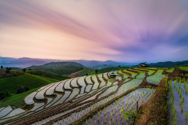 Fotógrafo espera cielo crepuscular en campo de arroz