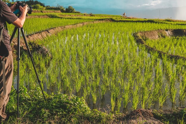 El fotógrafo toma una foto del arrozal de arroz