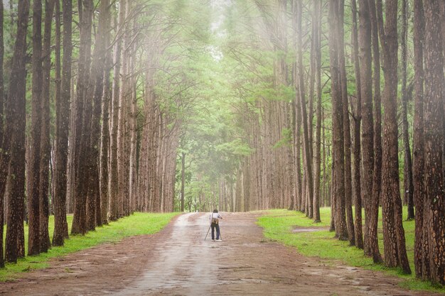 El fotógrafo toma fotos con una cámara y un trípode en un bosque de pinos en la mañana