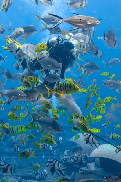 Fotógrafos subaquáticos em mergulhos. Mergulhadores com câmera rodeados por um grande número de peixes no enorme aquário. Atlantis, Sanya, Hainan, China.