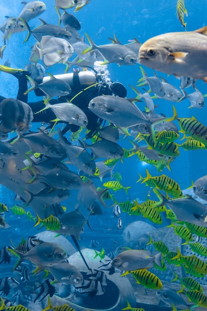 Fotógrafos subaquáticos em mergulhos. mergulhadores com câmera rodeados por um grande número de peixes no enorme aquário. atlantis, sanya, hainan, china.