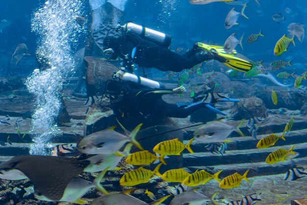 Fotógrafos submarinos en inmersiones. Buzos con cámara rodeados de una gran cantidad de peces en el enorme acuario. Atlantis, Sanya, Hainan, China.