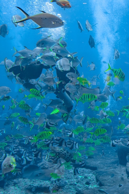 Fotógrafos submarinos en inmersiones. Buzos con cámara rodeados de una gran cantidad de peces en el enorme acuario. Atlantis, Sanya, Hainan, China.