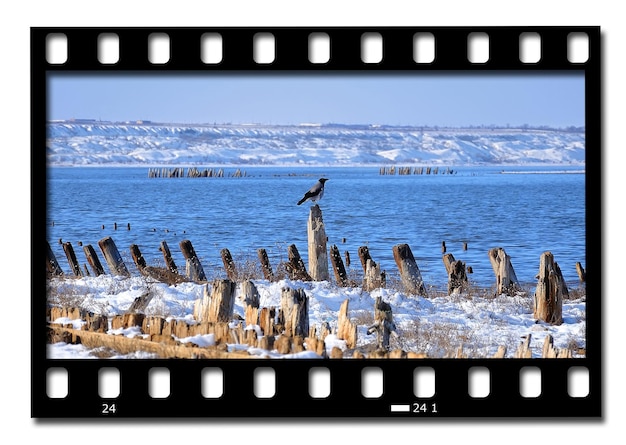 Fotogramas de pájaro de película