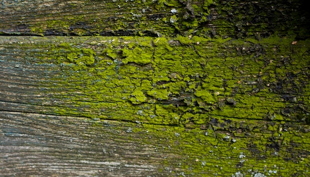 Fotohintergrundtextur aus altem Naturholz mit einem grünen Sturzflug. Natur.