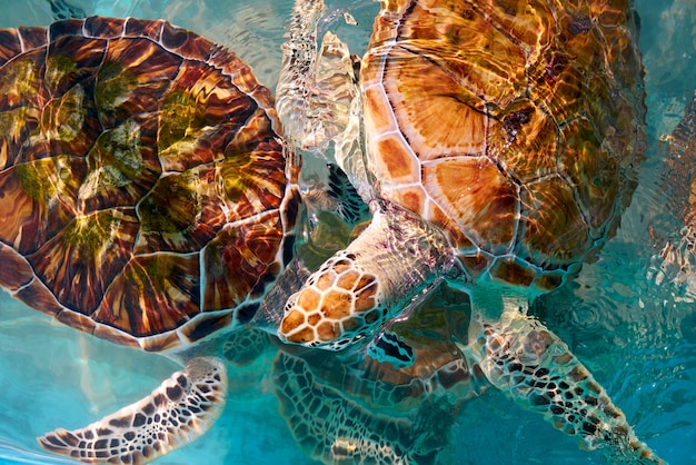 Fotomontaje de tortugas en aguas del caribe.