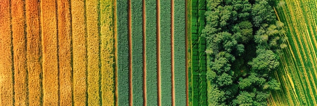 Fotos aéreas capturando a simetria dos campos agrícolas