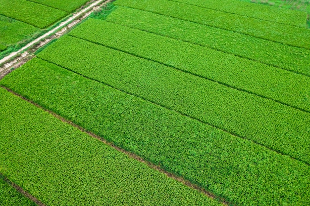 Fotos aéreas de campos de arroz