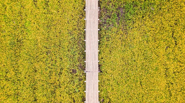 Fotos aéreas de flor de cosmos amarelo com passarela