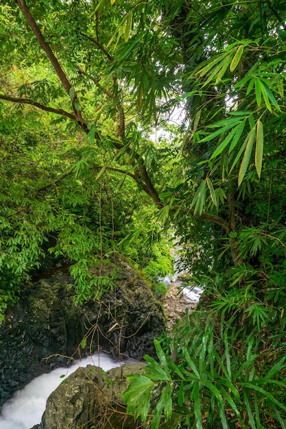 Fotos de árboles y cascadas en los bosques tropicales de Indonesia