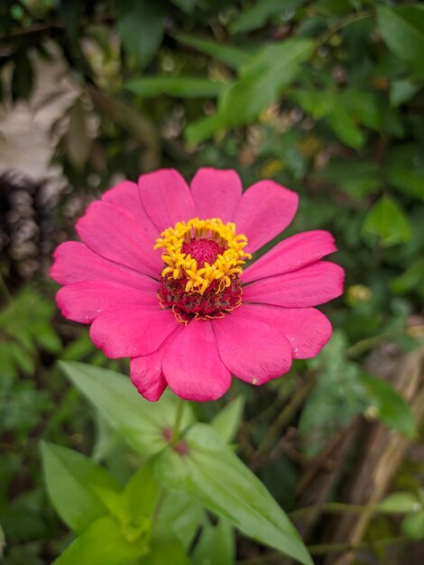 Fotos de Bellas Flores Fotógrafos de Escenas Naturales Plantas Ornamentales