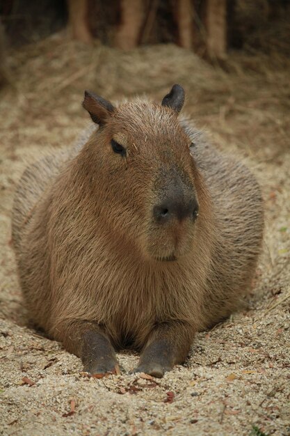 Foto las fotos de capybara