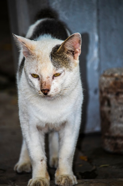 Las fotos cuentan la historia de la vida de un gato callejero.