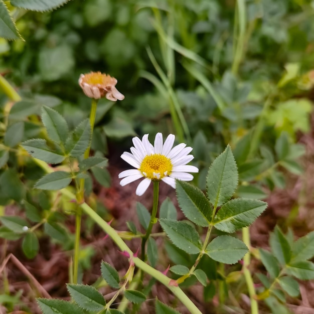 Fotos da natureza no norte da Alemanha no verão