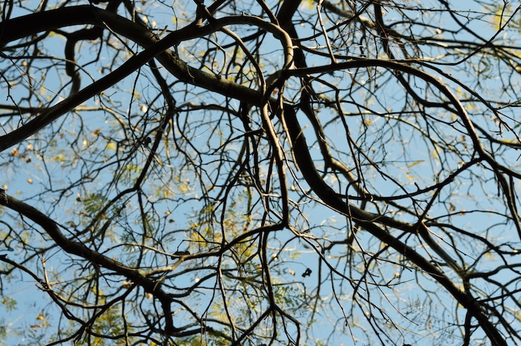 Foto fotos de árvores castanhas