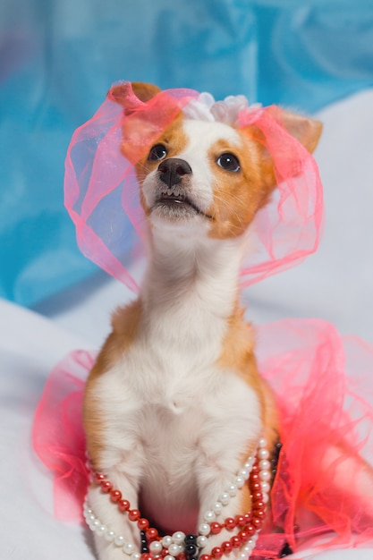 Fotos de cachorros vermelhos fofos em imagem de casamento