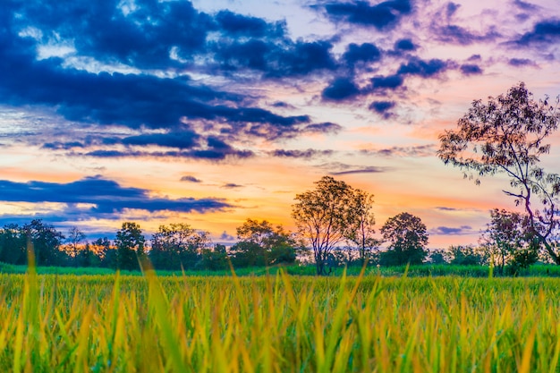 Fotos de campos de arroz.