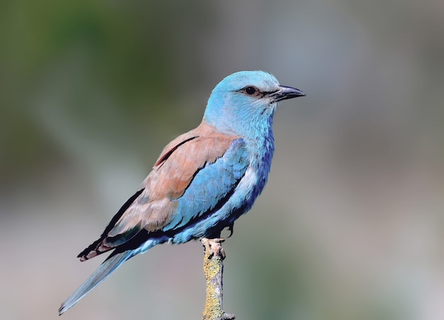 Fotos de close-up e vívidas do rolo europeu (Coracias garrulus) estão sentadas em um galho.