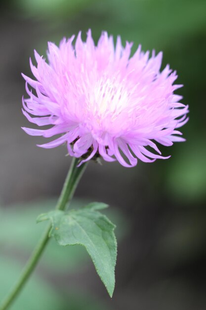 Foto fotos de diferentes flores