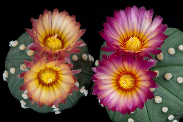 Fotos de flores de cacto bonito florescendo em colorido.
